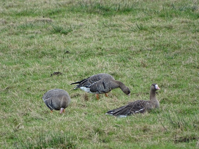 年欧洲杯决 年欧洲杯决